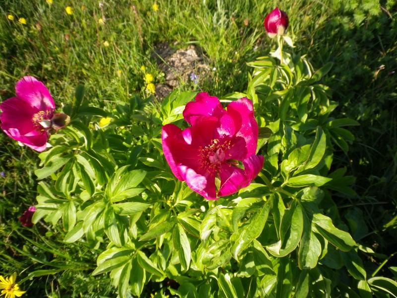 Peonie rosse - Paeonia officinalis